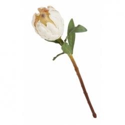 Fleur de Protea blanc - 57cm