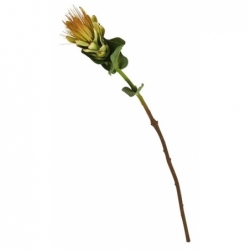 Fleur de Protea Vert
