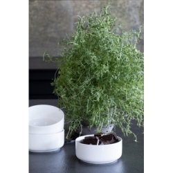 Bol - Blanc - XS - Ø12cm